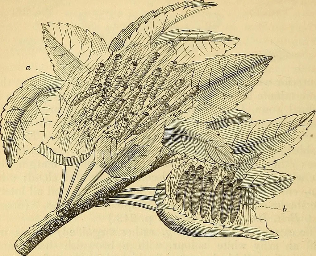 An illustration from The gardener's magazine and register of rural & domestic improvement, 1826, leaf 458