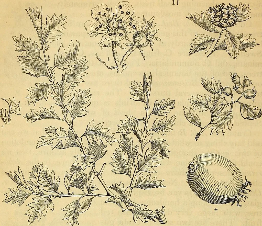 An illustration from The gardener's magazine and register of rural & domestic improvement, 1826, leaf 46