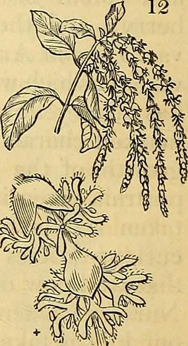 An illustration from The gardener's magazine and register of rural & domestic improvement, 1826, leaf 46