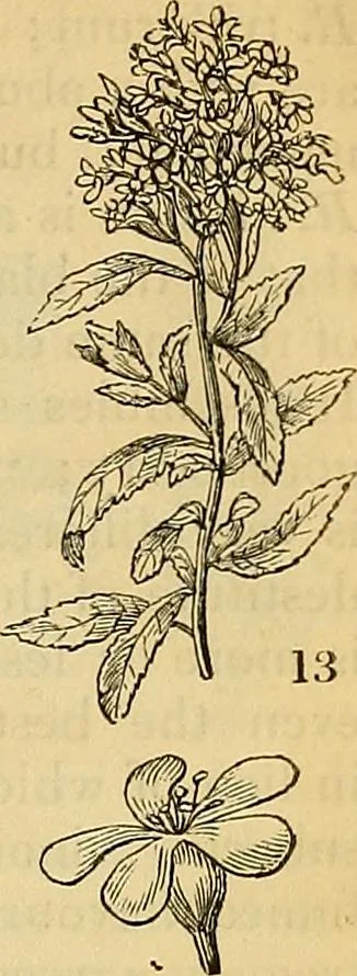 An illustration from The gardener's magazine and register of rural & domestic improvement, 1826, leaf 47