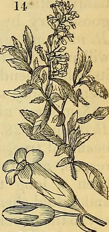 An illustration from The gardener's magazine and register of rural & domestic improvement, 1826, leaf 47