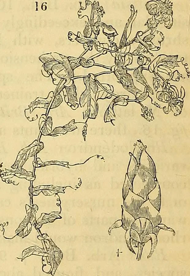 An illustration from The gardener's magazine and register of rural & domestic improvement, 1826, leaf 48