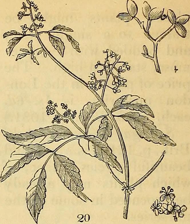 An illustration from The gardener's magazine and register of rural & domestic improvement, 1826, leaf 50