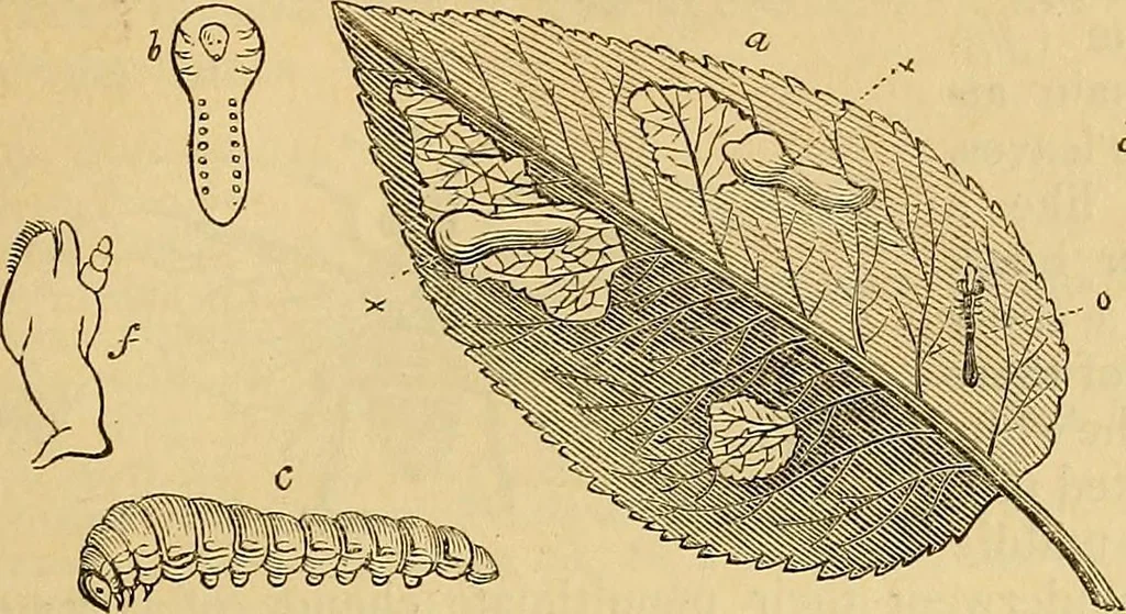An illustration from The gardener's magazine and register of rural & domestic improvement, 1826, leaf 505