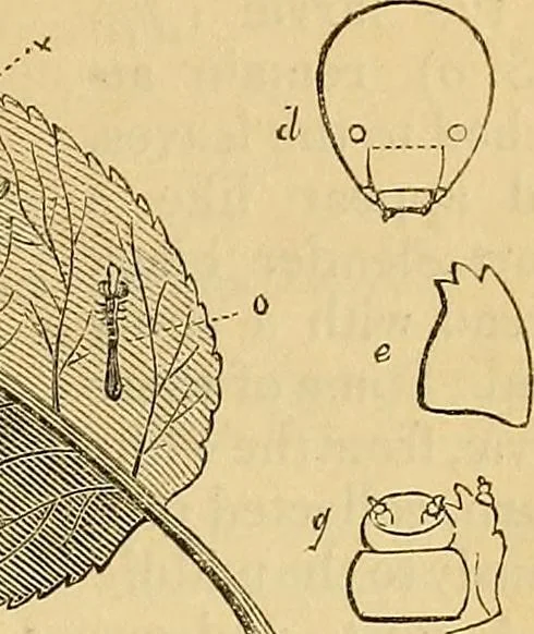 An illustration from The gardener's magazine and register of rural & domestic improvement, 1826, leaf 505