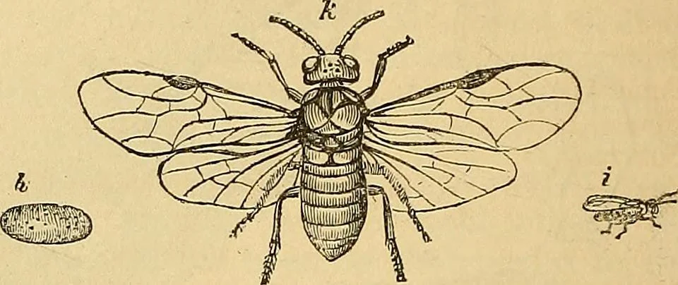 An illustration from The gardener's magazine and register of rural & domestic improvement, 1826, leaf 506