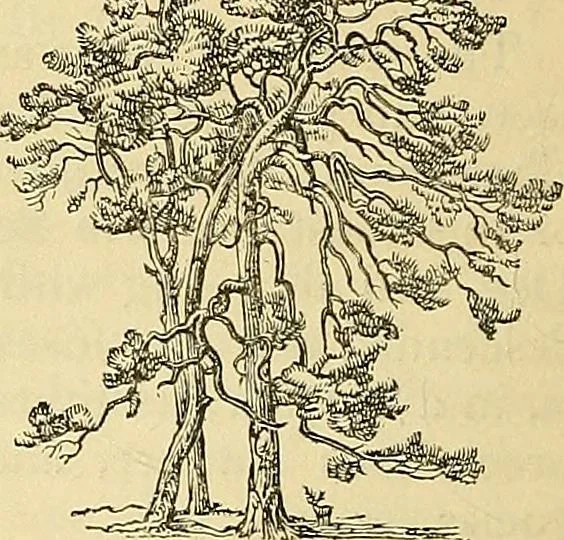 An illustration from The gardener's magazine and register of rural & domestic improvement, 1826, leaf 90
