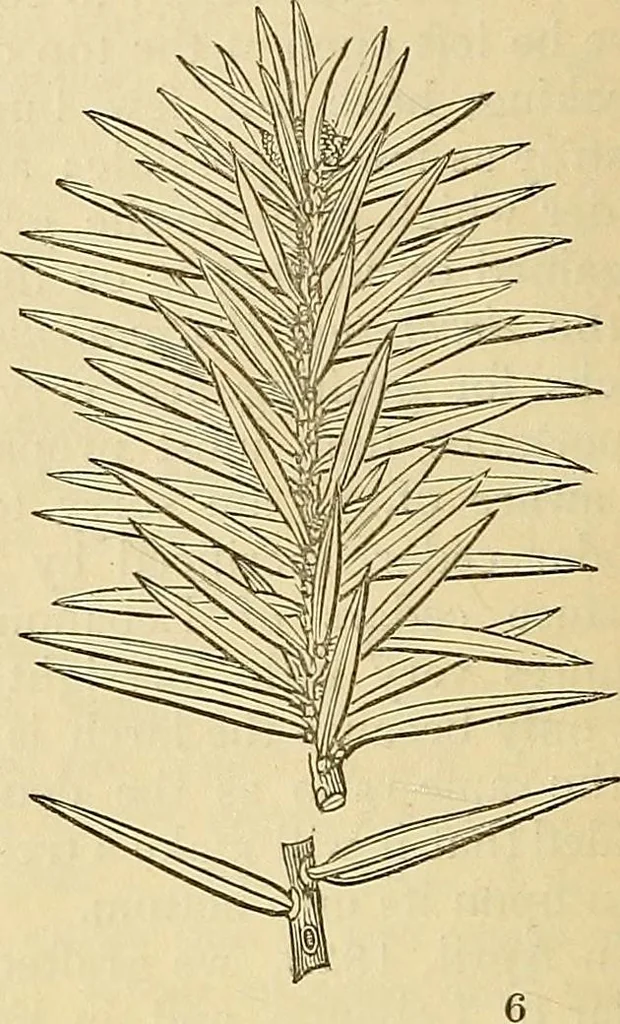 An illustration from The gardener's magazine and register of rural & domestic improvement, 1826, leaf 106