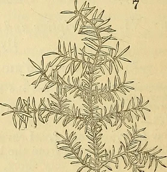 An illustration from The gardener's magazine and register of rural & domestic improvement, 1826, leaf 106