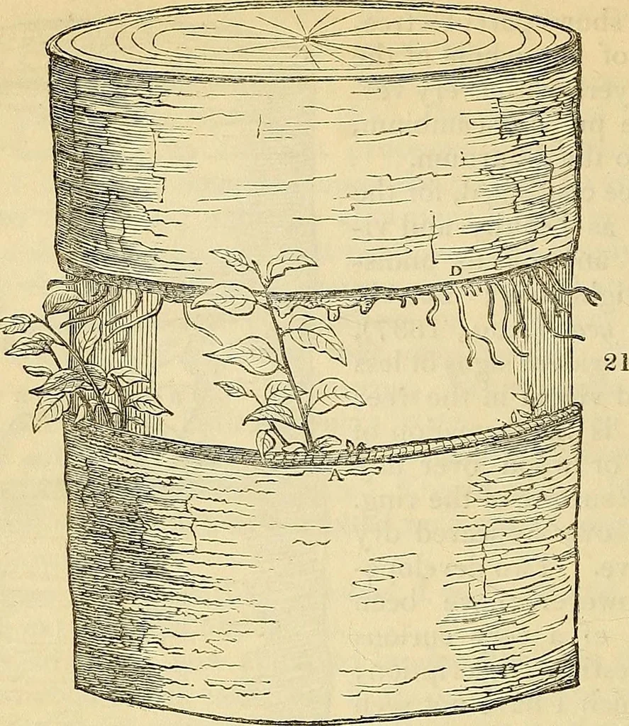 An illustration from The gardener's magazine and register of rural & domestic improvement, 1826, leaf 188