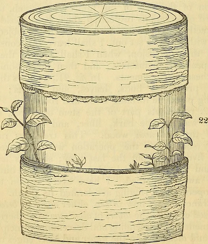An illustration from The gardener's magazine and register of rural & domestic improvement, 1826, leaf 188