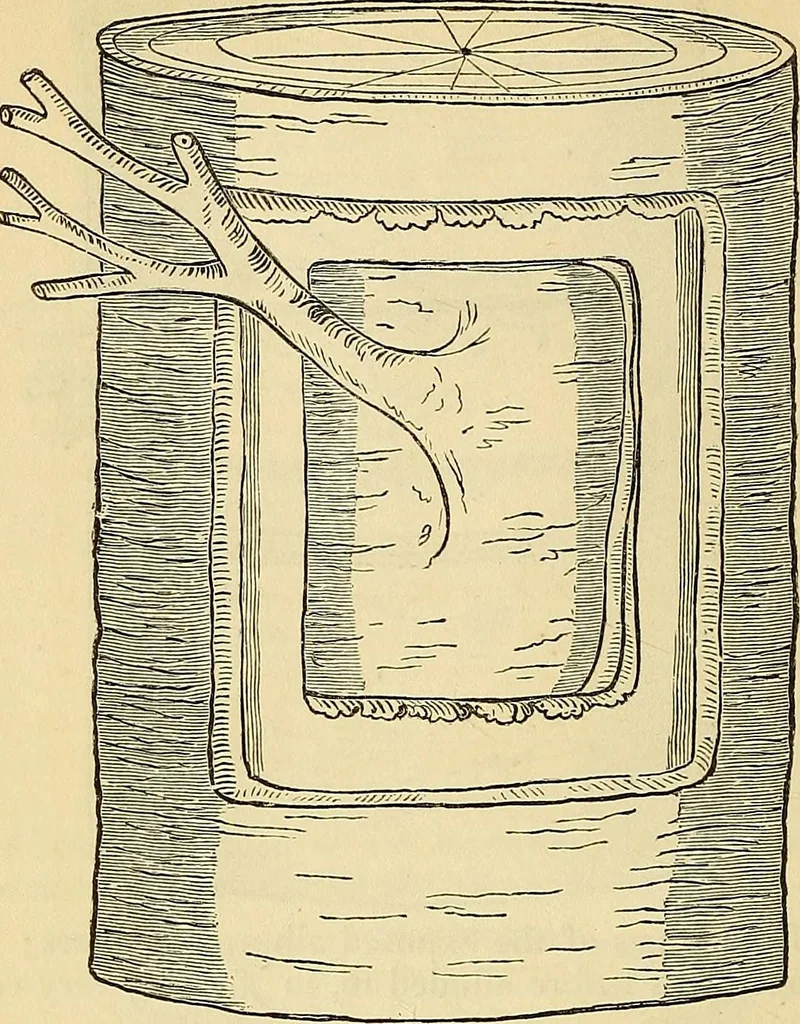 An illustration from The gardener's magazine and register of rural & domestic improvement, 1826, leaf 190