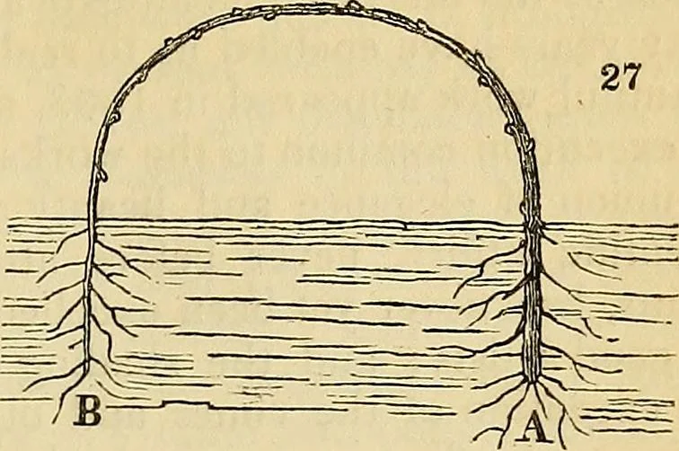 An illustration from The gardener's magazine and register of rural & domestic improvement, 1826, leaf 195