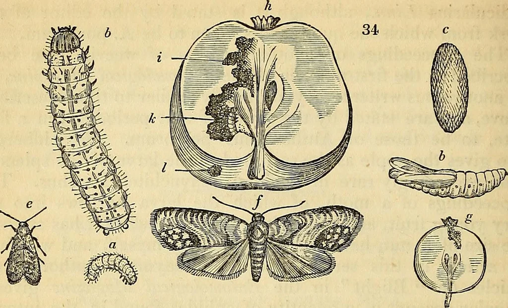 An illustration from The gardener's magazine and register of rural & domestic improvement, 1826, leaf 260