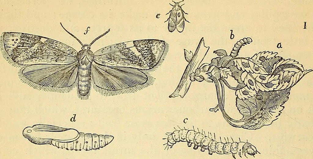 An illustration from The gardener's magazine and register of rural & domestic improvement, 1826, leaf 28