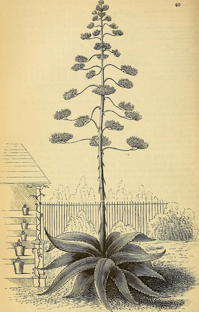 An illustration from The gardener's magazine and register of rural & domestic improvement, 1826, leaf 296