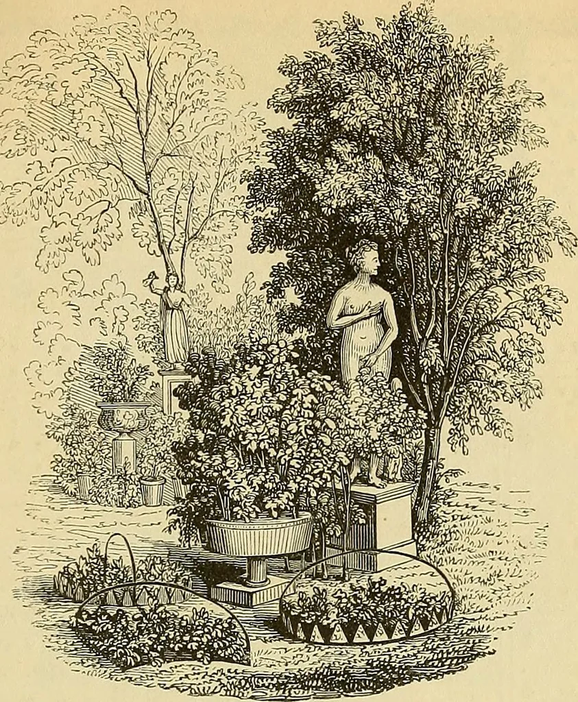 An illustration from The gardener's magazine and register of rural & domestic improvement, 1826, leaf 343