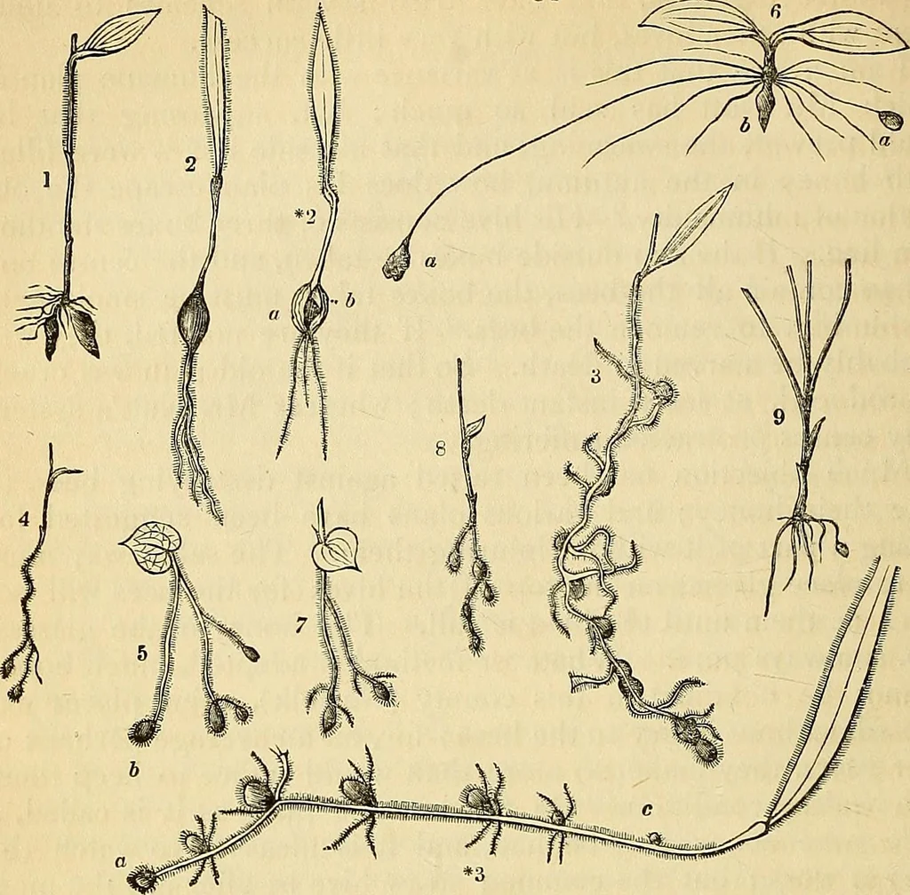 An illustration from The gardener's magazine and register of rural & domestic improvement, 1826, leaf 450