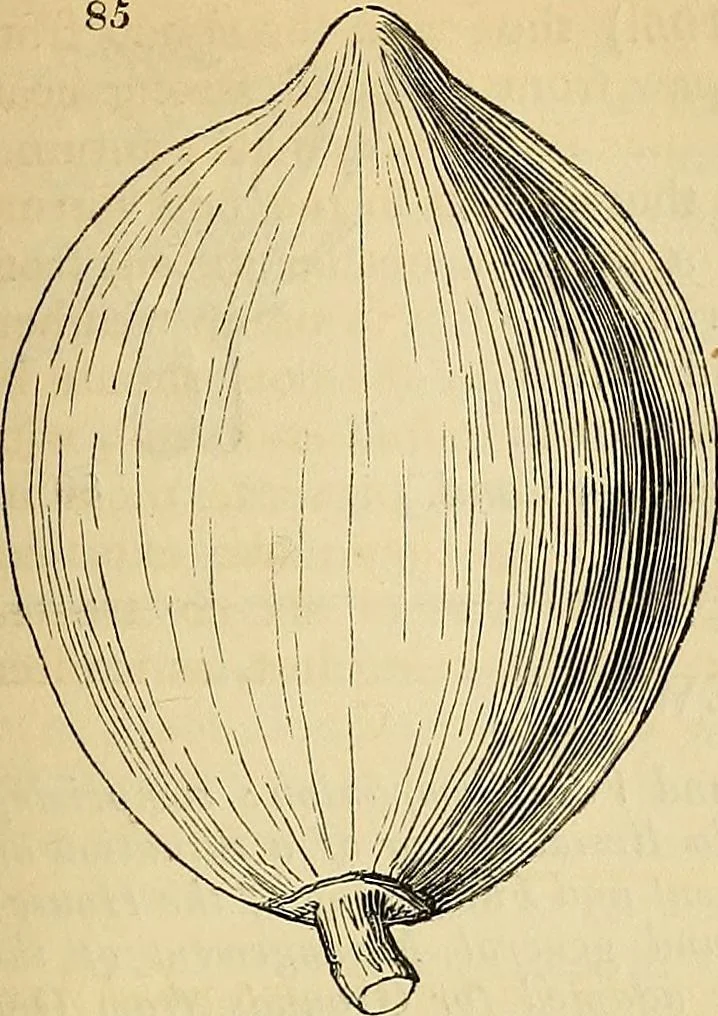 An illustration from The gardener's magazine and register of rural & domestic improvement, 1826, leaf 455