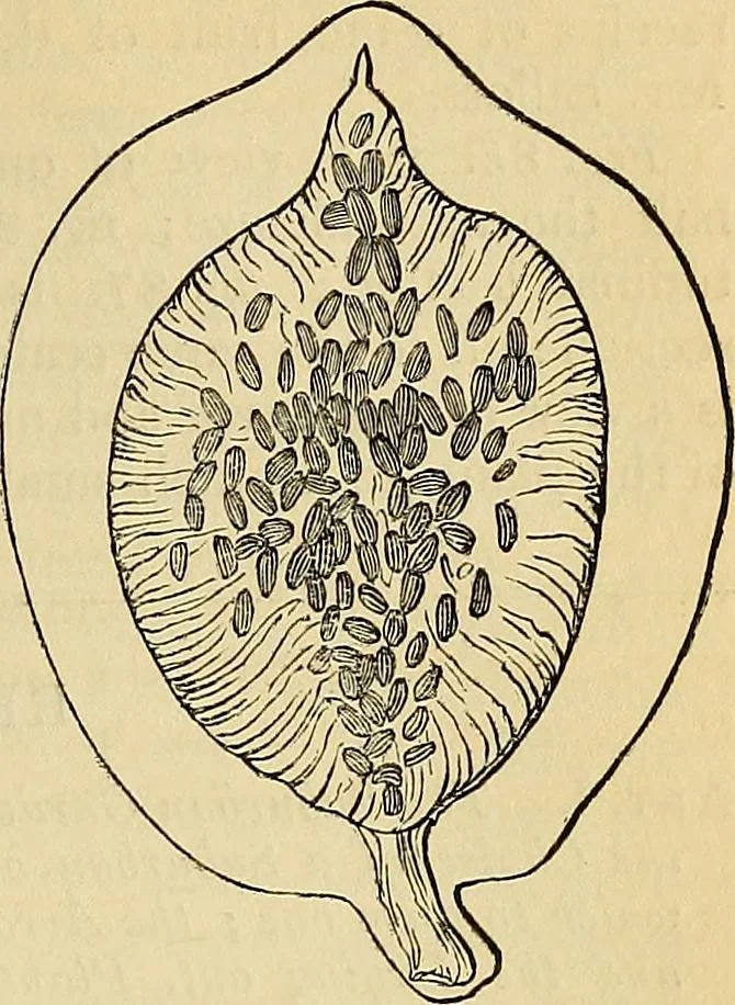An illustration from The gardener's magazine and register of rural & domestic improvement, 1826, leaf 455