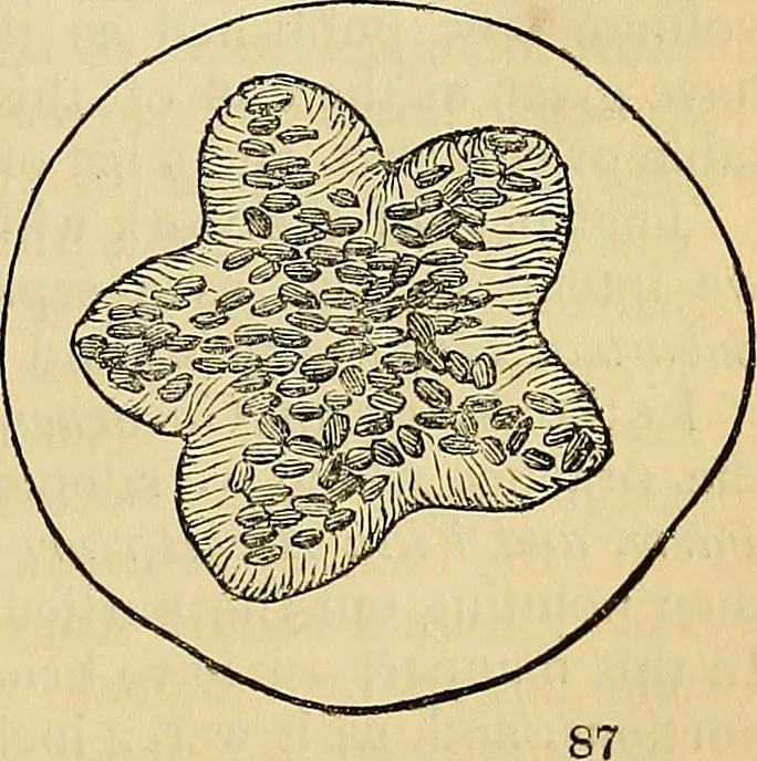 An illustration from The gardener's magazine and register of rural & domestic improvement, 1826, leaf 455