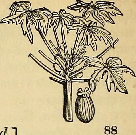 An illustration from The gardener's magazine and register of rural & domestic improvement, 1826, leaf 456