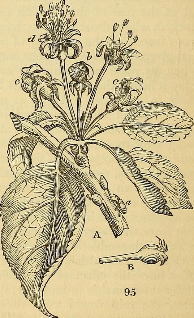 An illustration from The gardener's magazine and register of rural & domestic improvement, 1826, leaf 490