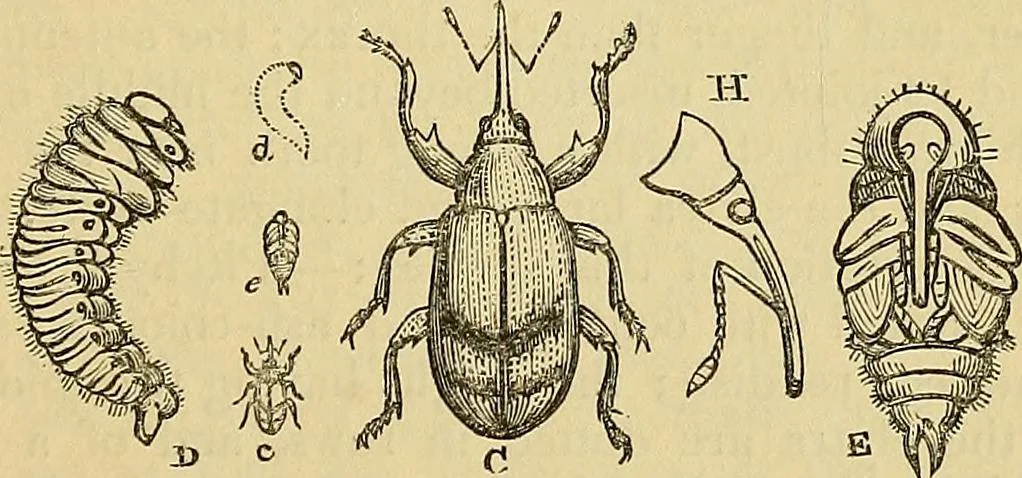 An illustration from The gardener's magazine and register of rural & domestic improvement, 1826, leaf 491