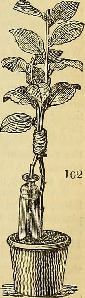 An illustration from The gardener's magazine and register of rural & domestic improvement, 1826, leaf 543