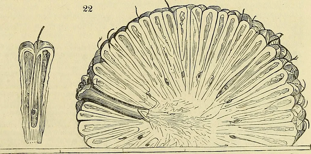 An illustration from The gardener's magazine and register of rural & domestic improvement, 1826, leaf 115
