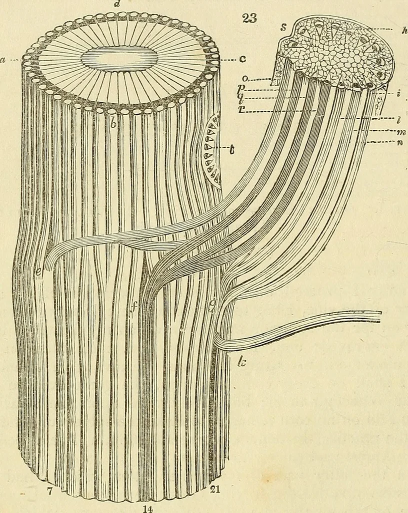 An illustration from The gardener's magazine and register of rural & domestic improvement, 1826, leaf 142
