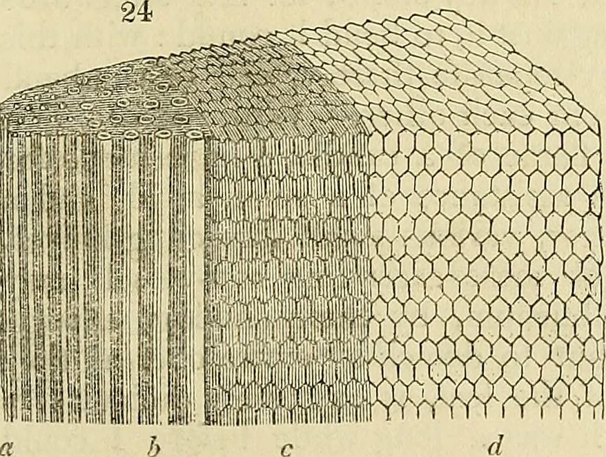 An illustration from The gardener's magazine and register of rural & domestic improvement, 1826, leaf 143