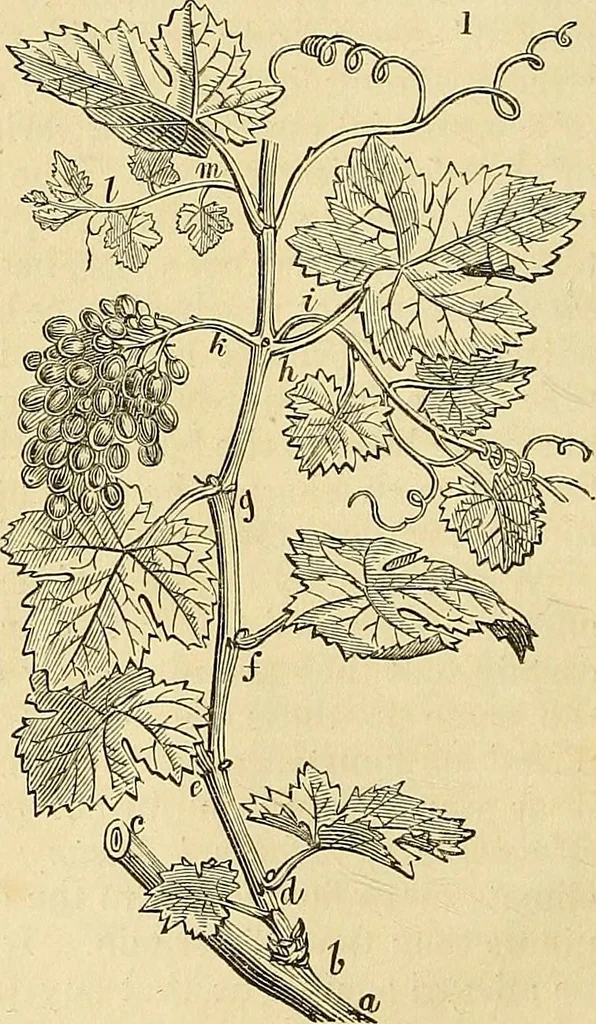 An illustration from The gardener's magazine and register of rural & domestic improvement, 1826, leaf 24