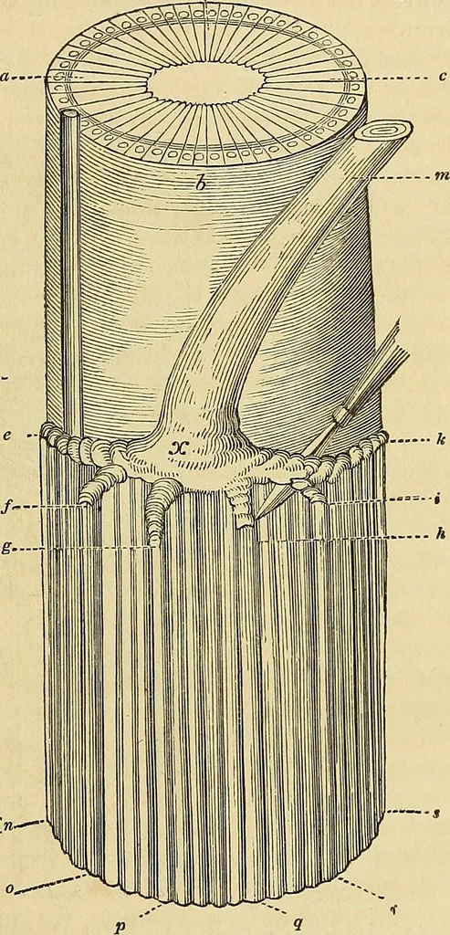An illustration from The gardener's magazine and register of rural & domestic improvement, 1826, leaf 25