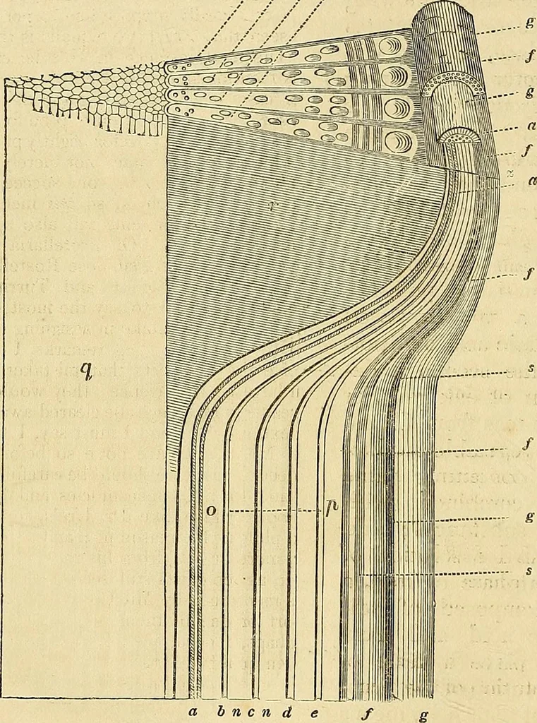 An illustration from The gardener's magazine and register of rural & domestic improvement, 1826, leaf 26
