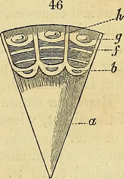 An illustration from The gardener's magazine and register of rural & domestic improvement, 1826, leaf 269