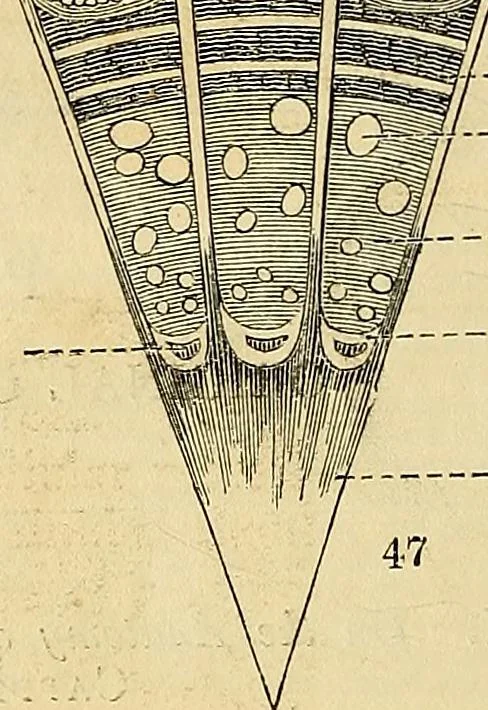 An illustration from The gardener's magazine and register of rural & domestic improvement, 1826, leaf 270