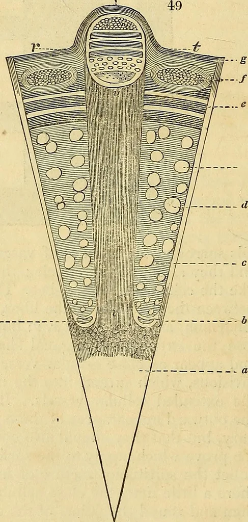An illustration from The gardener's magazine and register of rural & domestic improvement, 1826, leaf 272