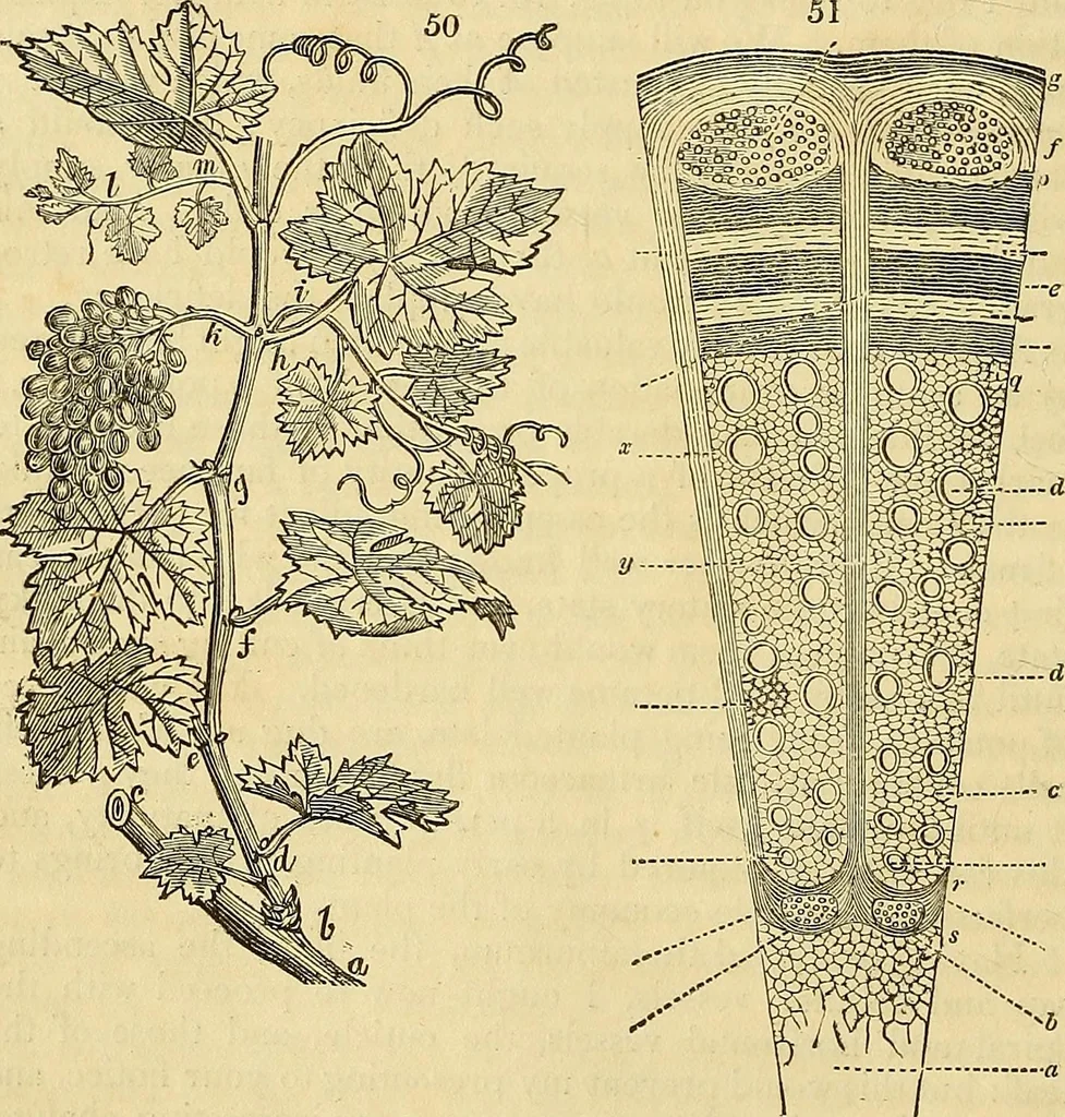An illustration from The gardener's magazine and register of rural & domestic improvement, 1826, leaf 276