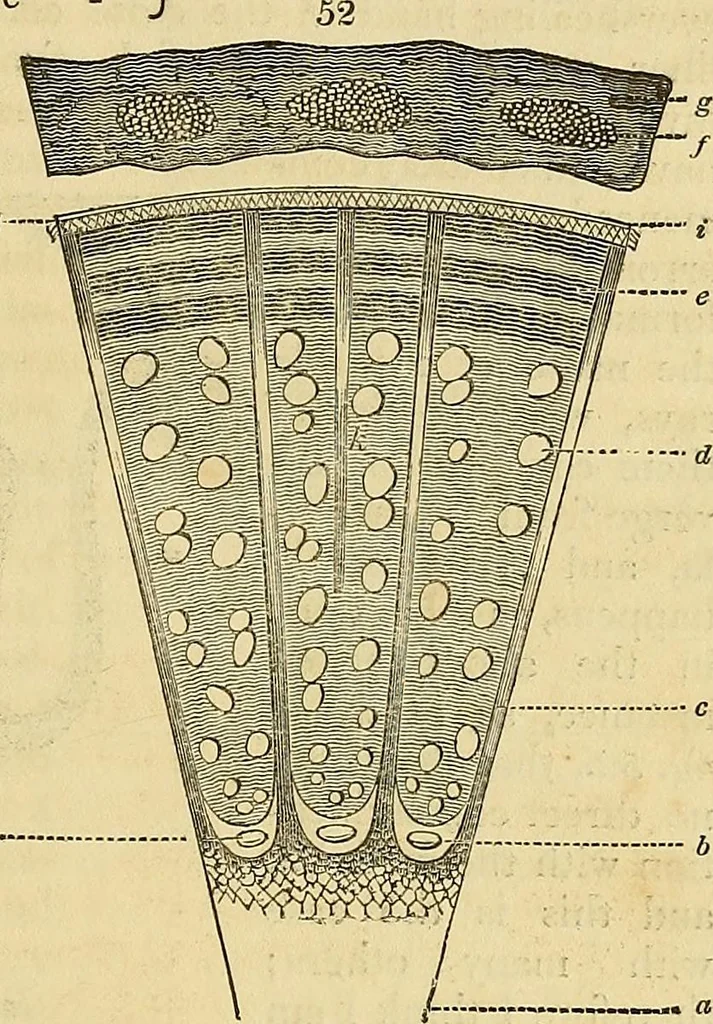 An illustration from The gardener's magazine and register of rural & domestic improvement, 1826, leaf 277