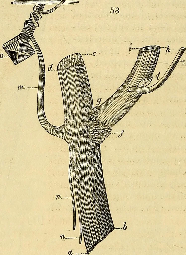 An illustration from The gardener's magazine and register of rural & domestic improvement, 1826, leaf 278