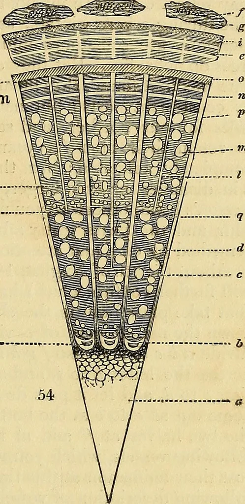 An illustration from The gardener's magazine and register of rural & domestic improvement, 1826, leaf 279
