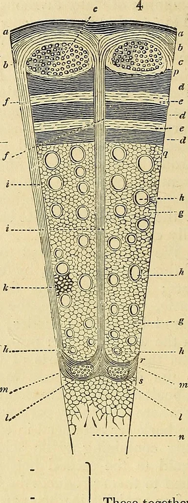 An illustration from The gardener's magazine and register of rural & domestic improvement, 1826, leaf 28