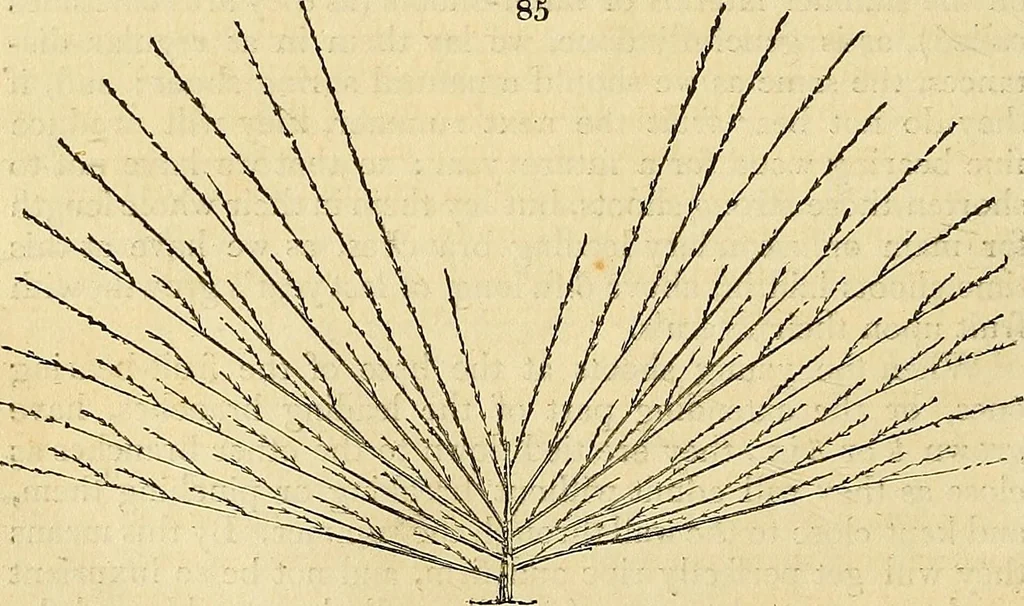 An illustration from The gardener's magazine and register of rural & domestic improvement, 1826, leaf 448