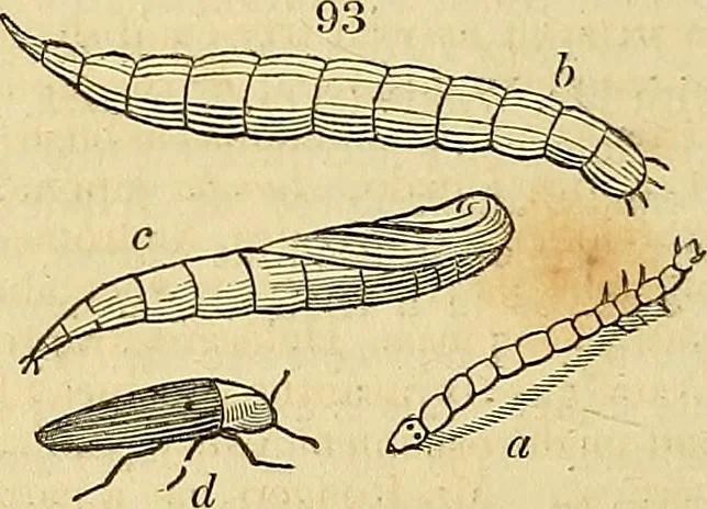 An illustration from The gardener's magazine and register of rural & domestic improvement, 1826, leaf 512