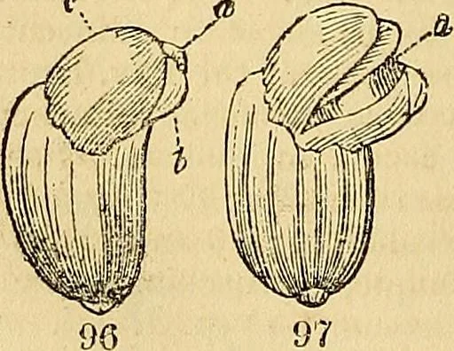 An illustration from The gardener's magazine and register of rural & domestic improvement, 1826, leaf 578