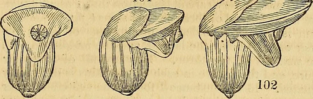 An illustration from The gardener's magazine and register of rural & domestic improvement, 1826, leaf 579