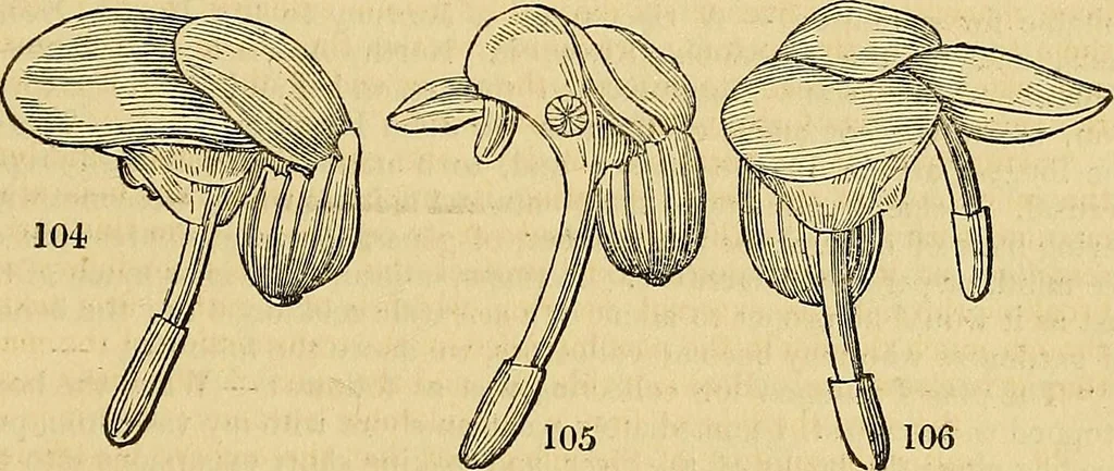 An illustration from The gardener's magazine and register of rural & domestic improvement, 1826, leaf 579