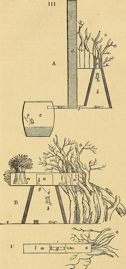 An illustration from The gardener's magazine and register of rural & domestic improvement, 1826, leaf 596