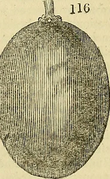 An illustration from The gardener's magazine and register of rural & domestic improvement, 1826, leaf 611